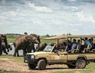Game Drive in Chobe National Park