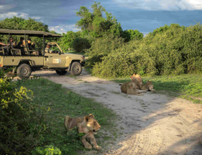 Game Drive in Chobe National Park