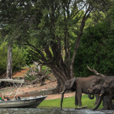 Boat Cruise in Chobe National Park