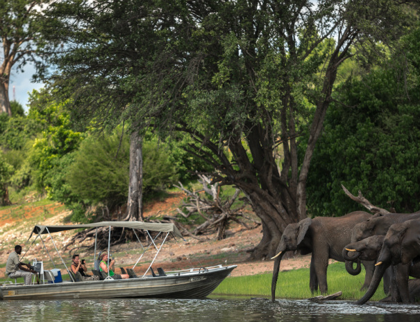 Boat Cruise in Chobe National Park