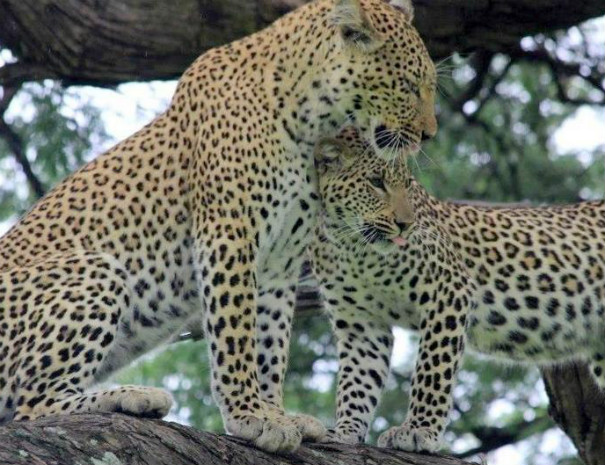 Wildlife in Chobe National Park