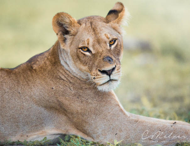 Wildlife in Chobe National Park