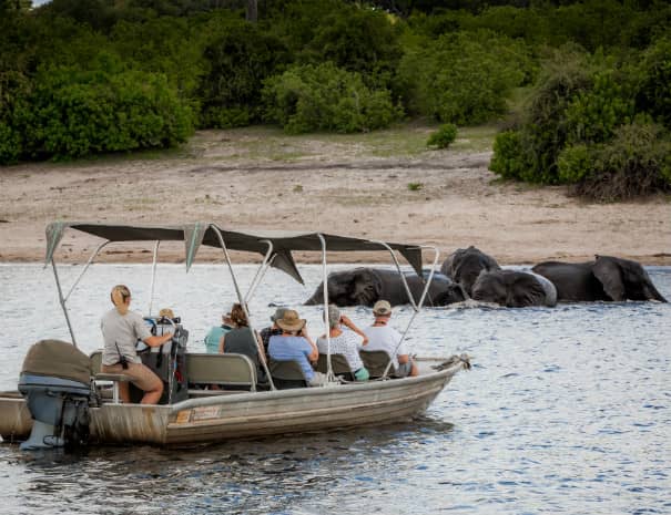 Observing swimming elephants on Chobe river cruise