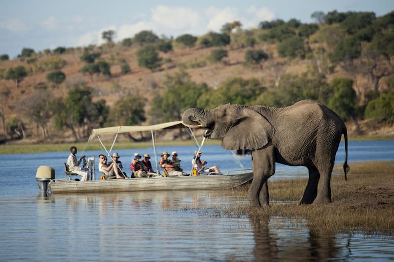 Watching elephant drinking on Chobe boat cruise
