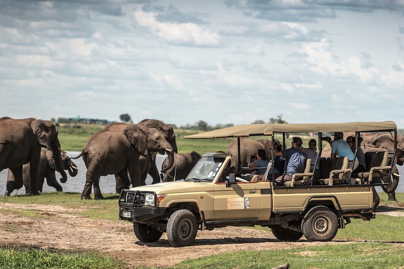 Watching an elephant herd walk along the banks of the Chobe River on a game drive