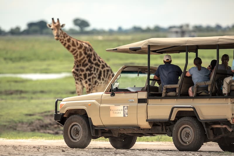 Watching giraffe on Chobe game drive
