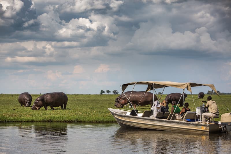 Watching hippos grazing on land on Chobe boat cruise