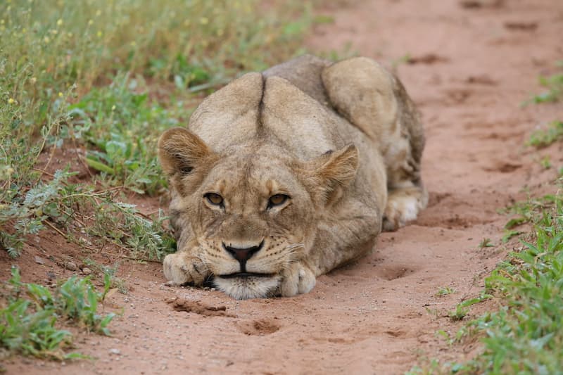 Lioness crouching