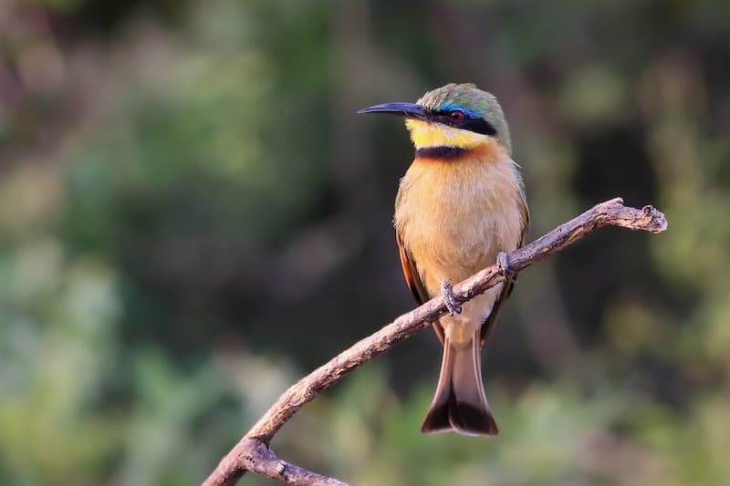 Bee-eater