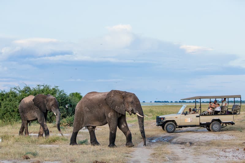 Dusty elephants on a game drive