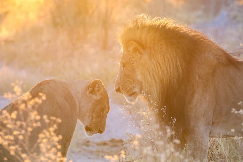 Lion couple in golden light